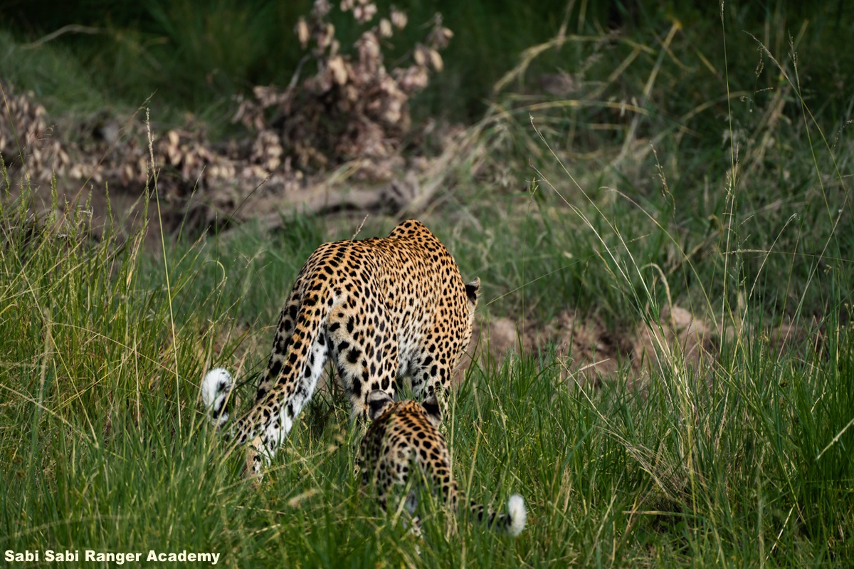 Sabi Sabi Ranger Academy