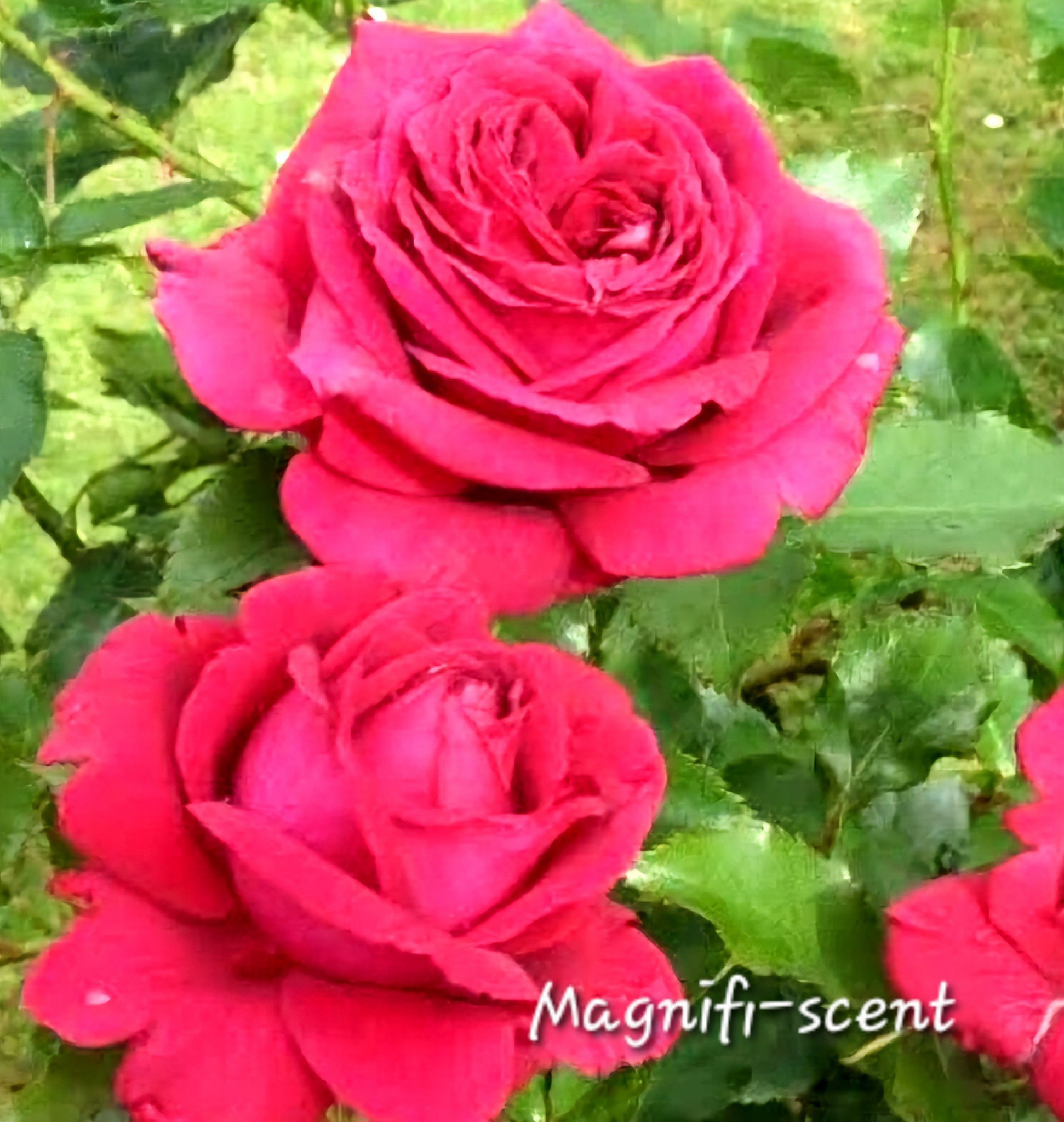 Roses at Cust