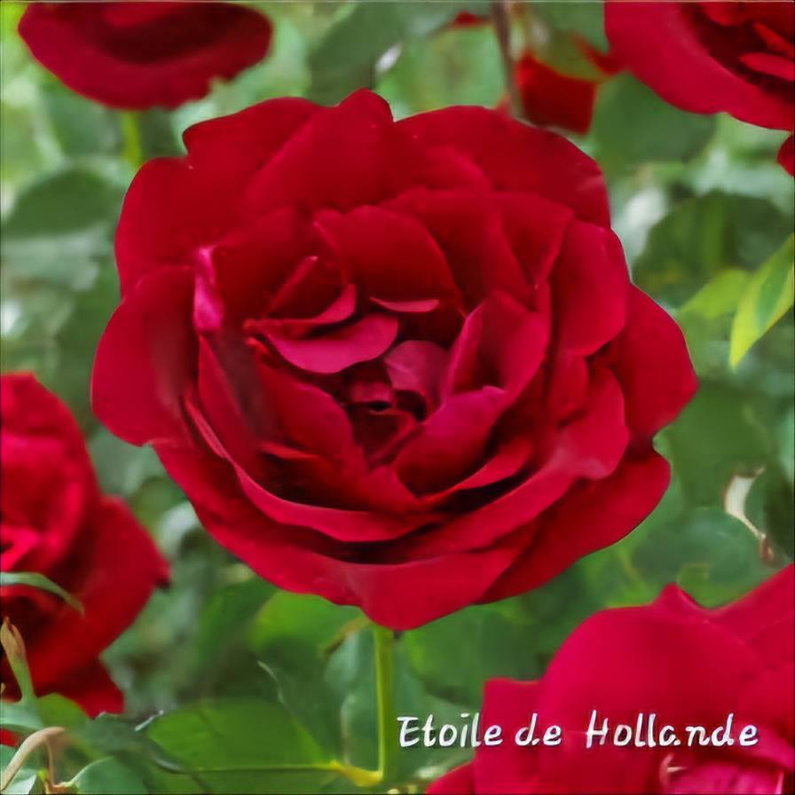 Roses at Cust