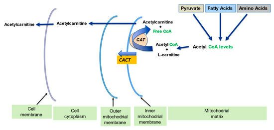 l carnitine fatty acid metabolism What is the role of in beta oxidation of acids? asthaxine LiposoMax® Glutathione: Taking the Volume:30 ml | 1.01 fl. oz.