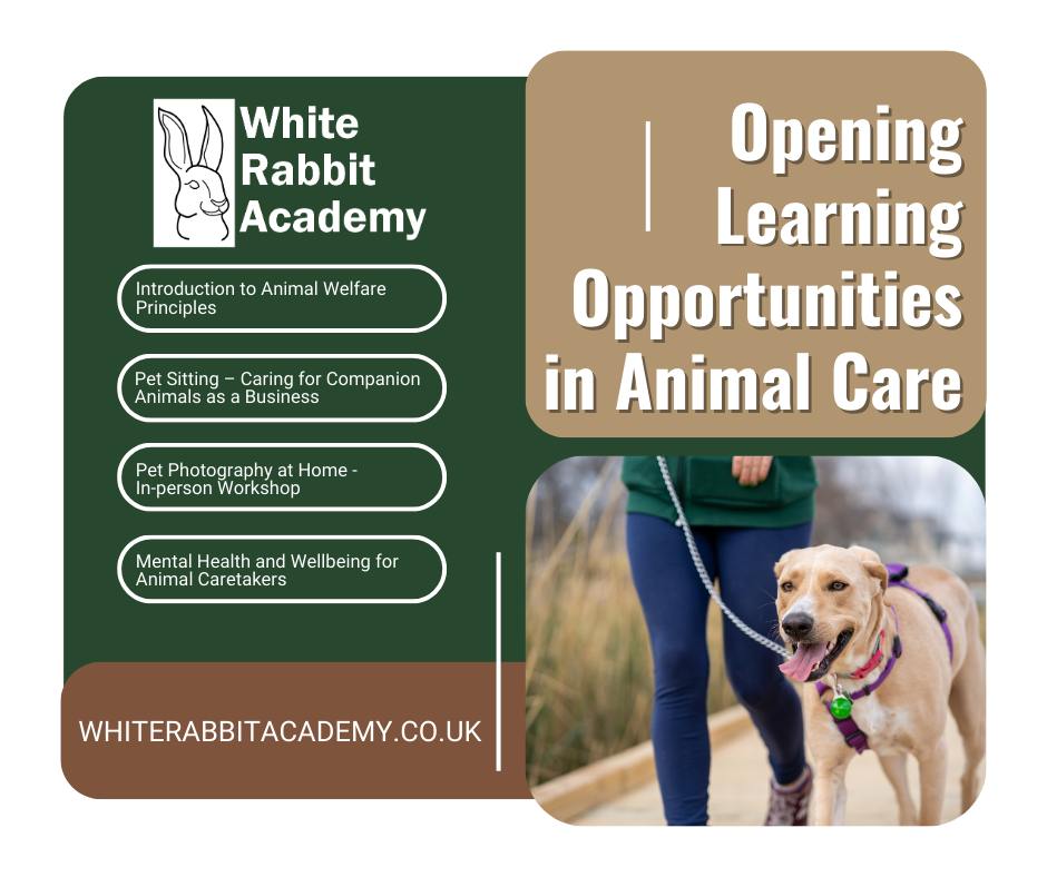 White Rabbit Academy | Mold