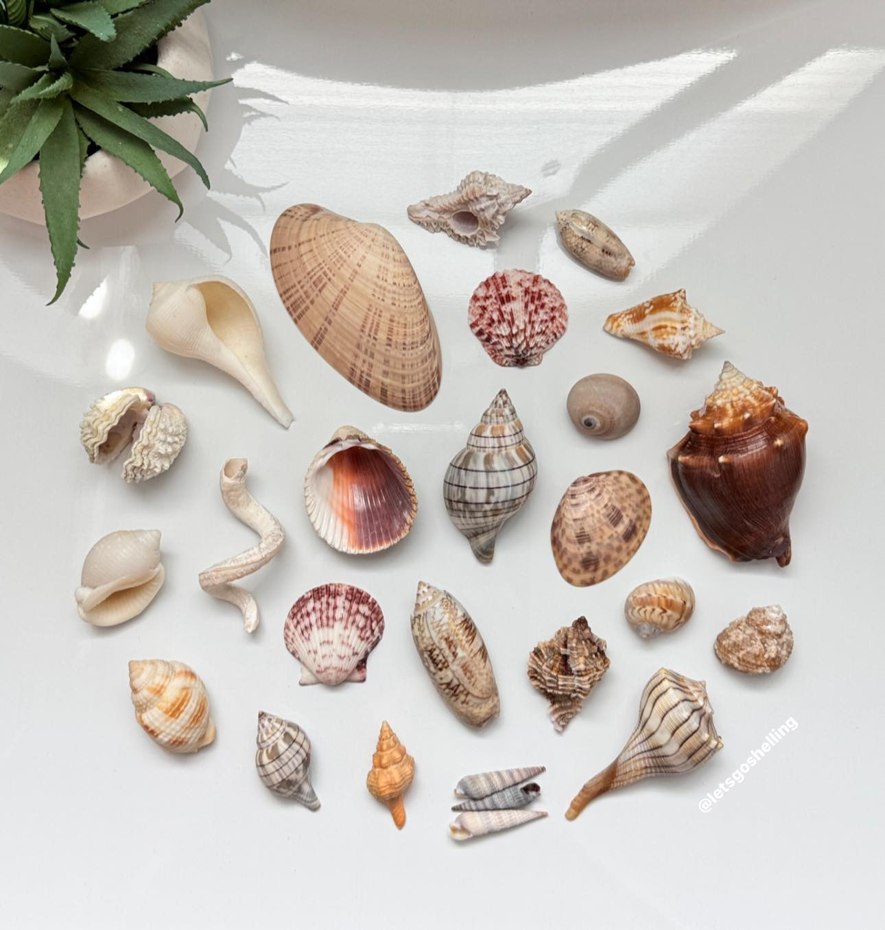 Let's - Seashell giveaway! Thank you so much for 75k🩵 UPDATE: congrats ...