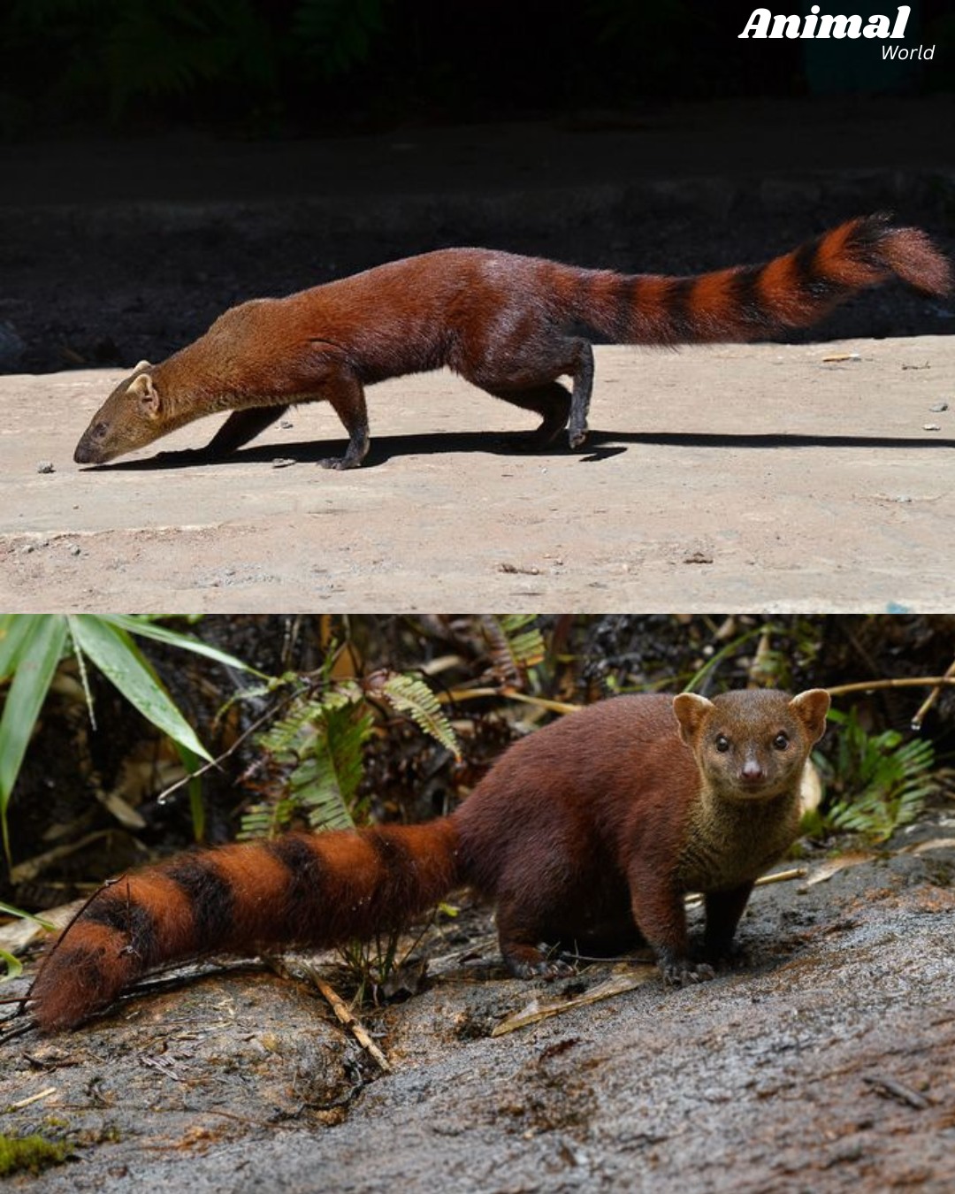 ? Ring-Tailed Mongoose — The Agile Predator of Madagascar Meet 