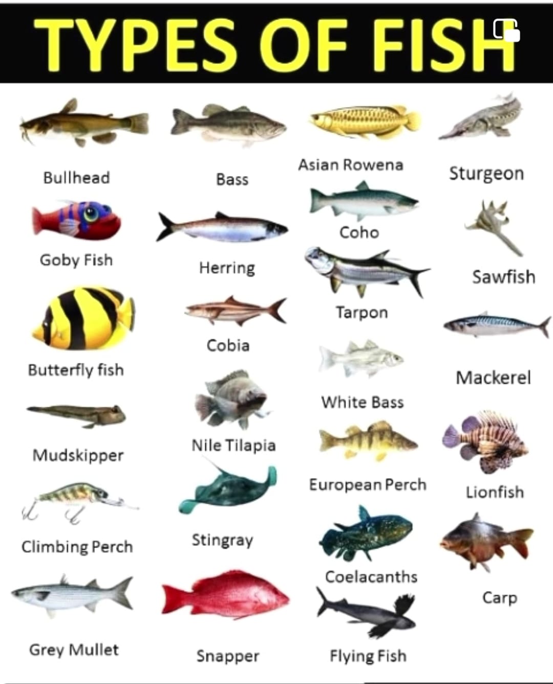 Easy English - Follow Easy English 👈 Types Of Fish🐠🐋🐟 | Facebook