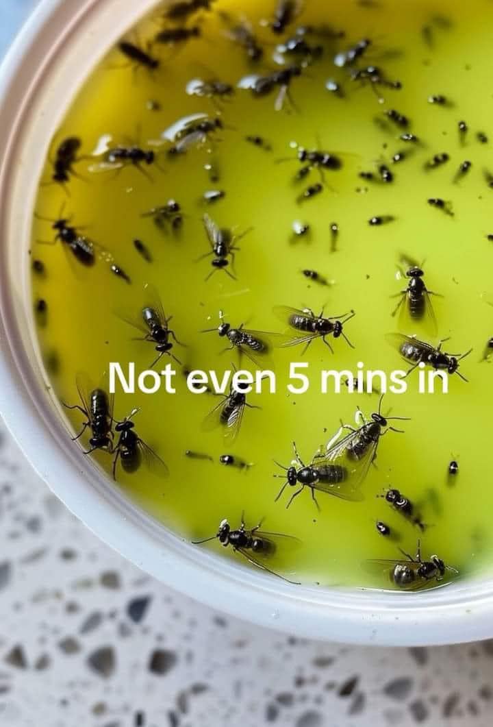 How to Get Rid of Small Flying Insects in Kitchen: Effective Tips
