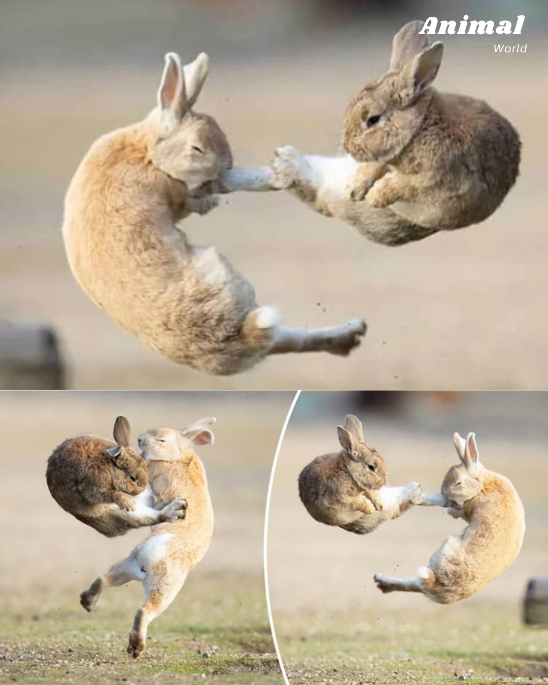 Animal World - 🐇 Wild Rabbit Fighting – The Cutest Kung Fu... | Facebook