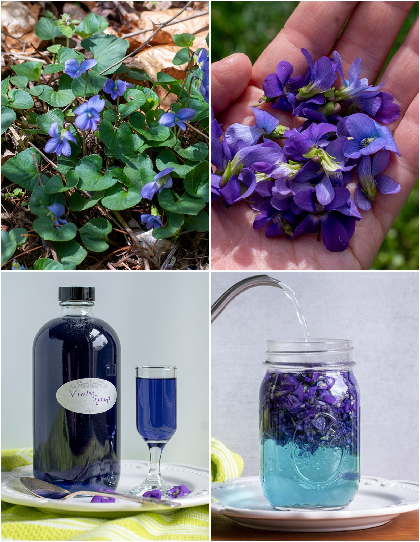 The Magic - Every spring, after a few good rains, these beautiful ...