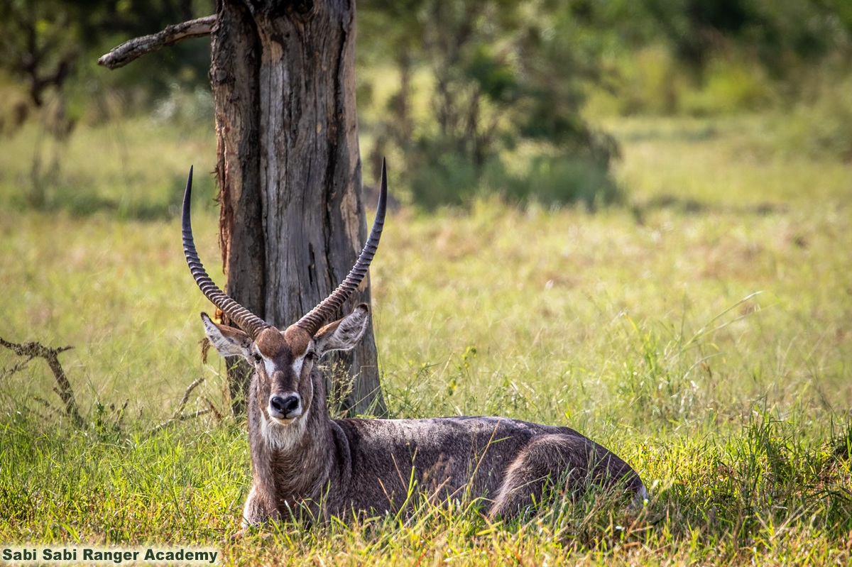 Sabi Sabi Ranger Academy