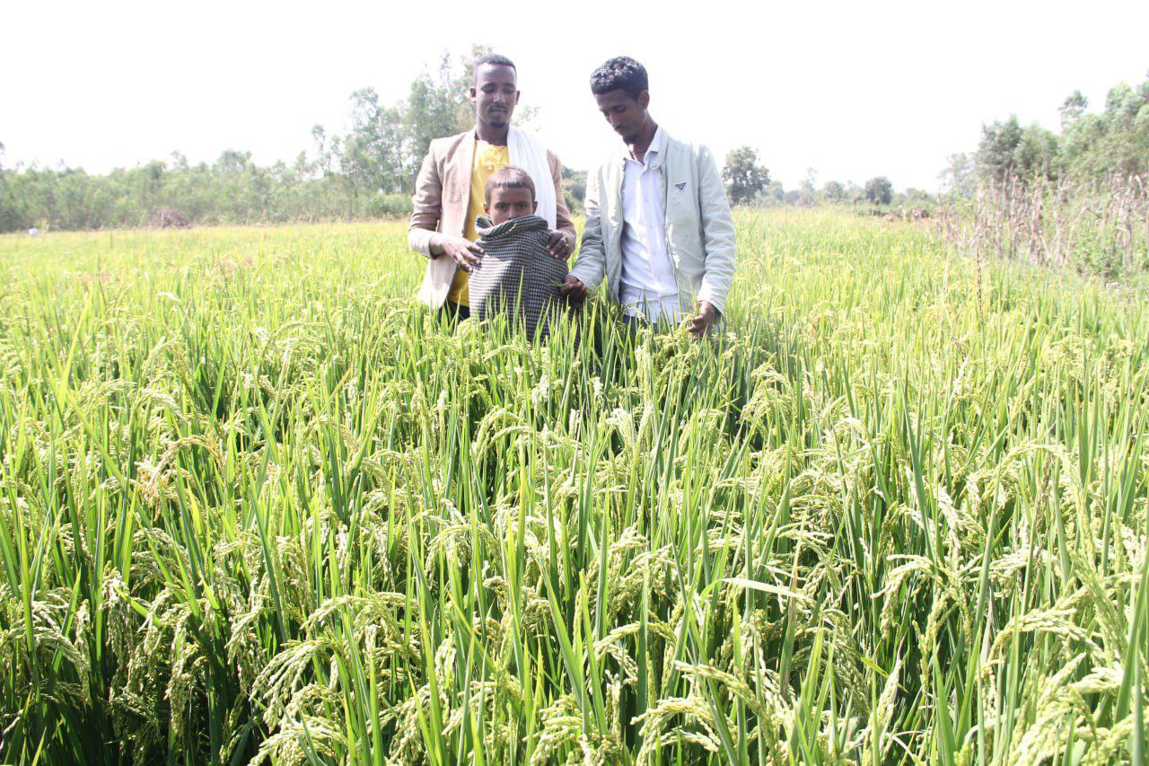 Fogera... - Fogera National Rice Research and Training Center