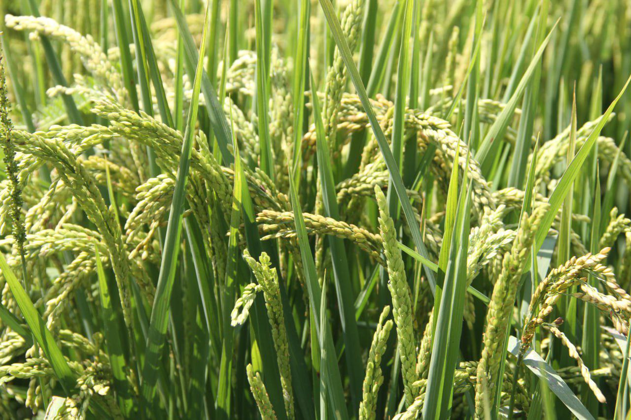 Fogera... - Fogera National Rice Research and Training Center