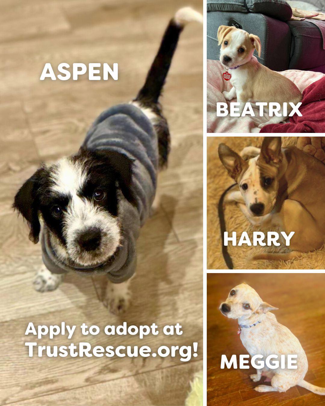 Trust - 🎉Look who is here in New Jersey and being fostered in homes ...
