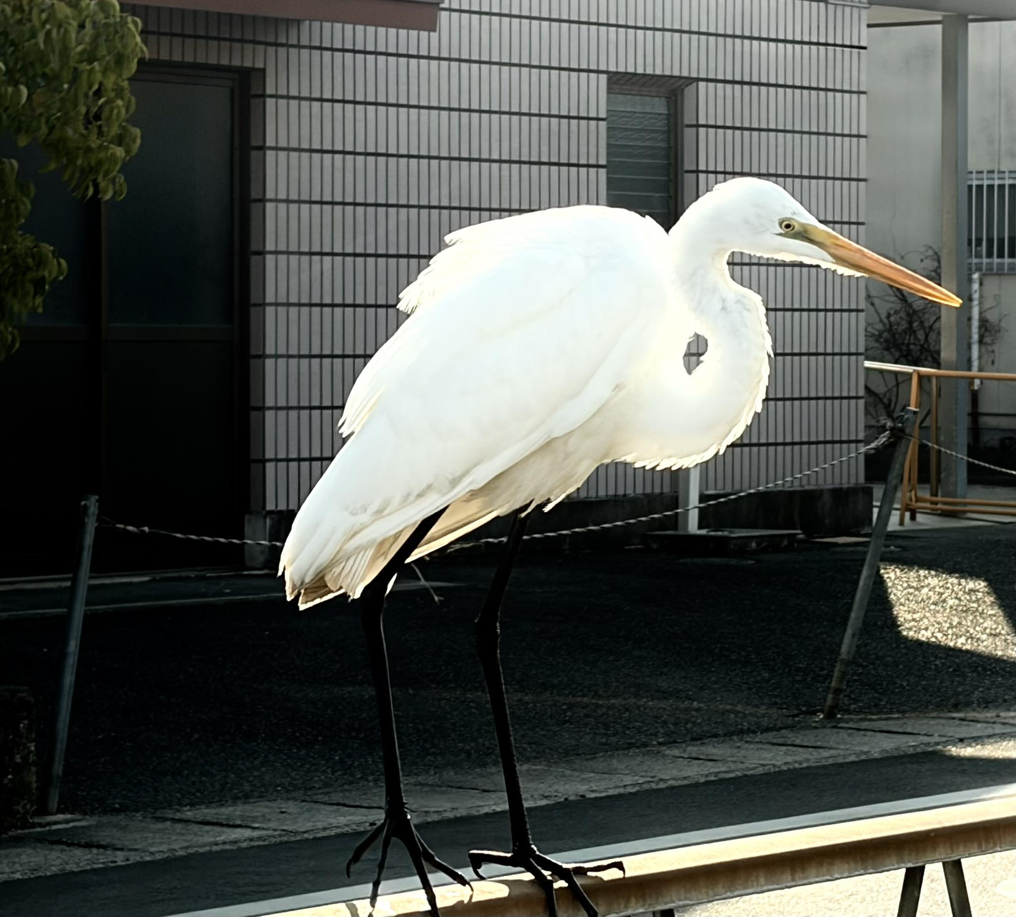 岡山市北区の街中です。目の前に白鷺？が止まったので、撮ってみました