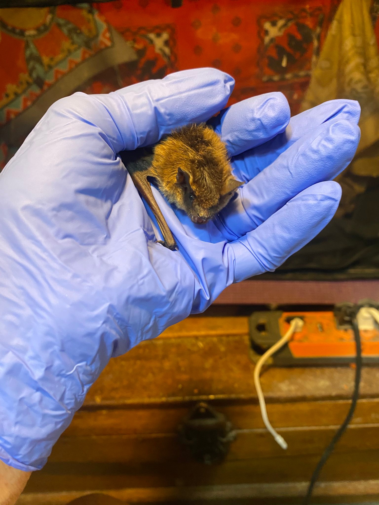Northern Arizona Bat Rescue... - Northern Arizona Bat Rescue