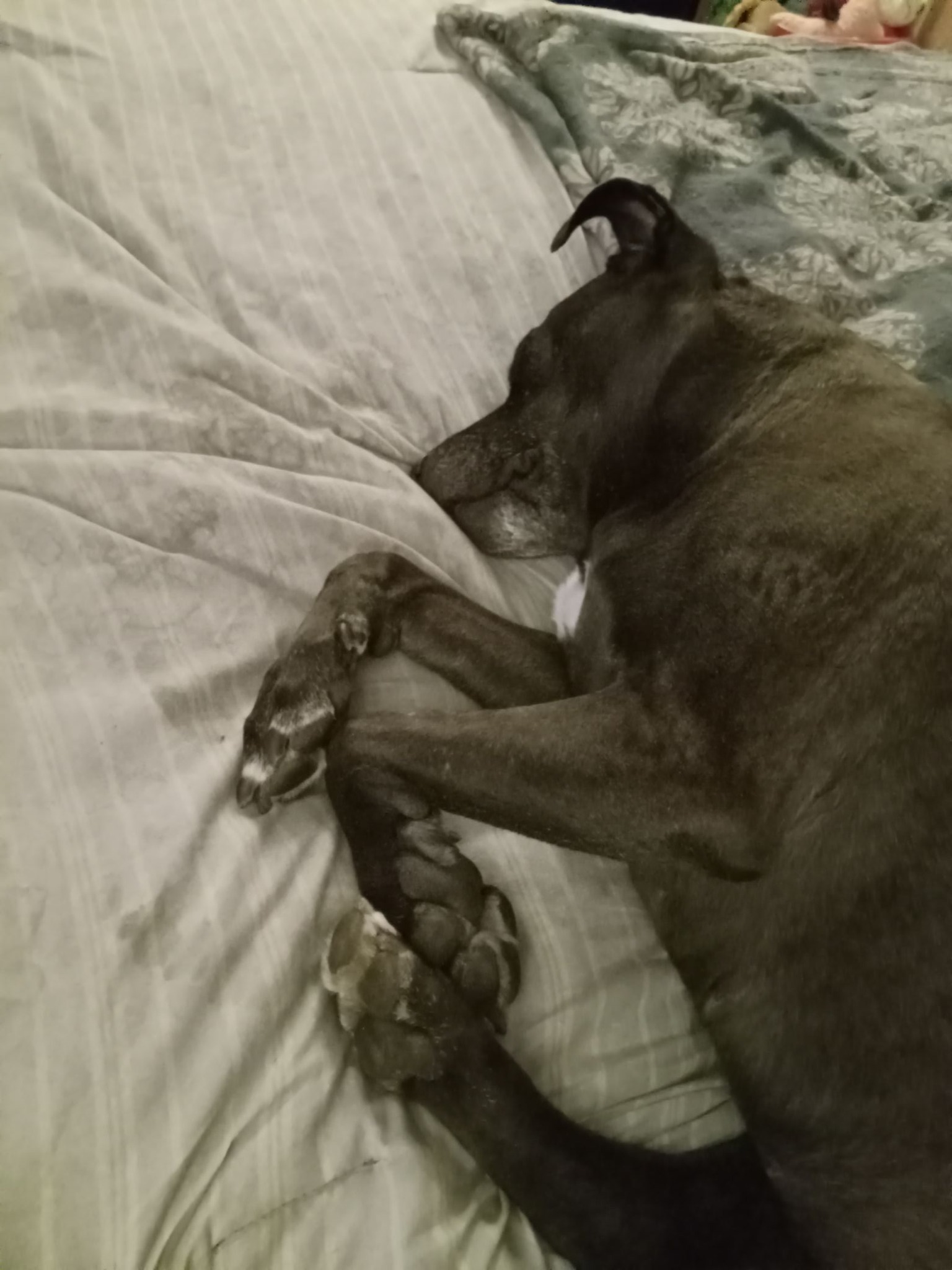 What is a soul dog and its key characteristics