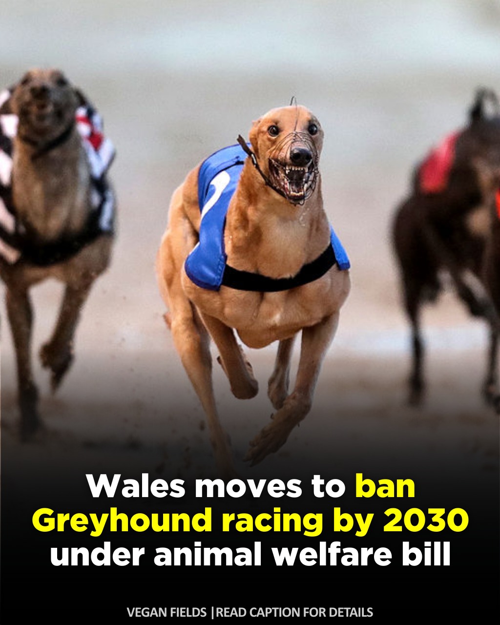 Vegan - The Welsh Government is moving closer to ending greyhound ...