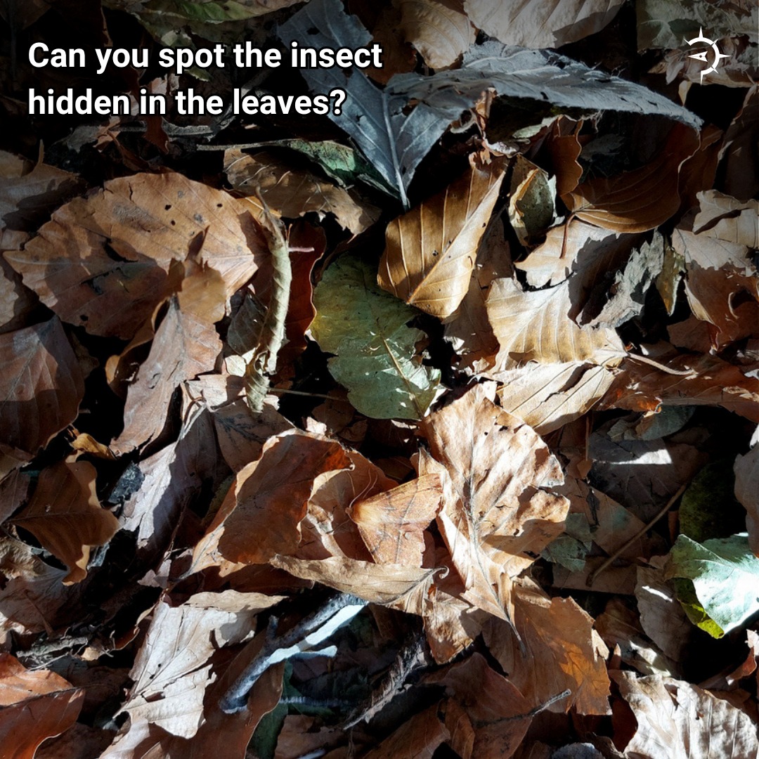 Atlas - Can you spot the insect hidden in the leaves? 👀🧐 In the insect ...