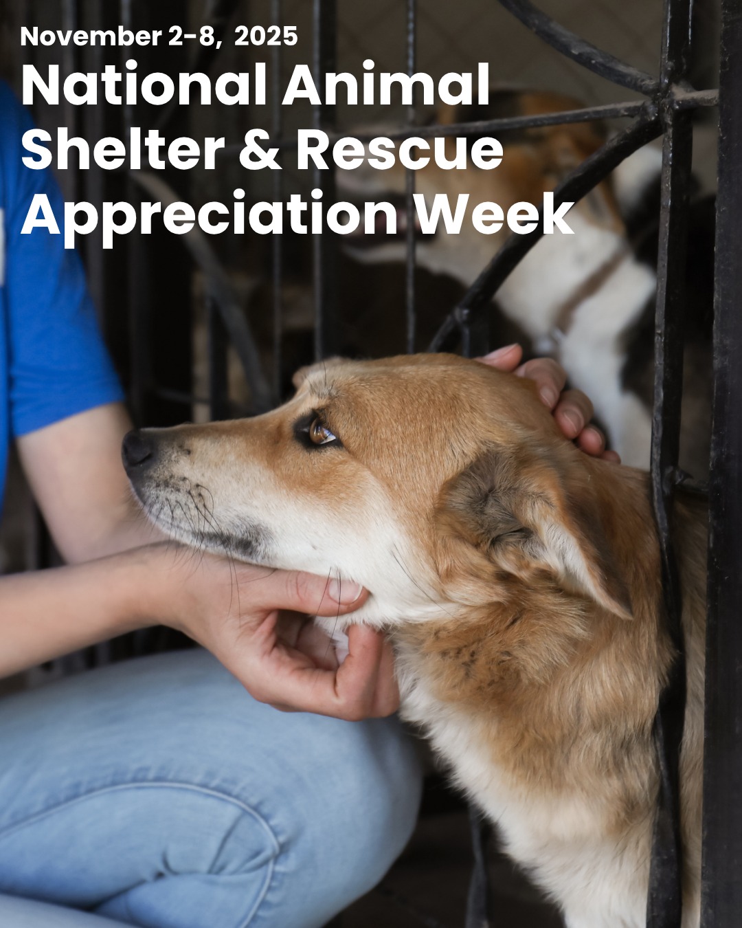 OVG - It’s National Animal Shelter & Rescue Appreciation Week! This ...