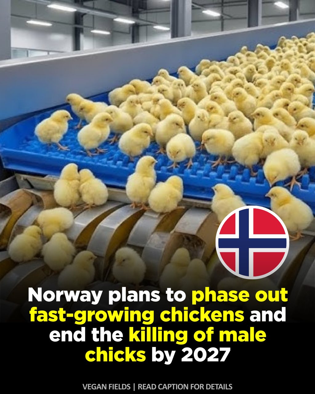 Vegan - Norway has announced plans to phase out fast-growing chicken ...