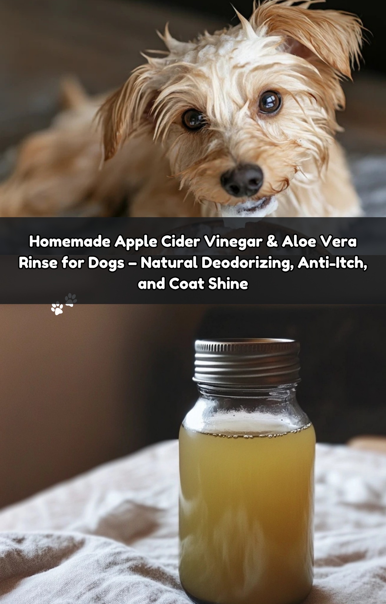 Curated visual reference: Visual Reference: Homemade Homemade Apple Cider Vinegar Aloe Vera Rinse For Dogs