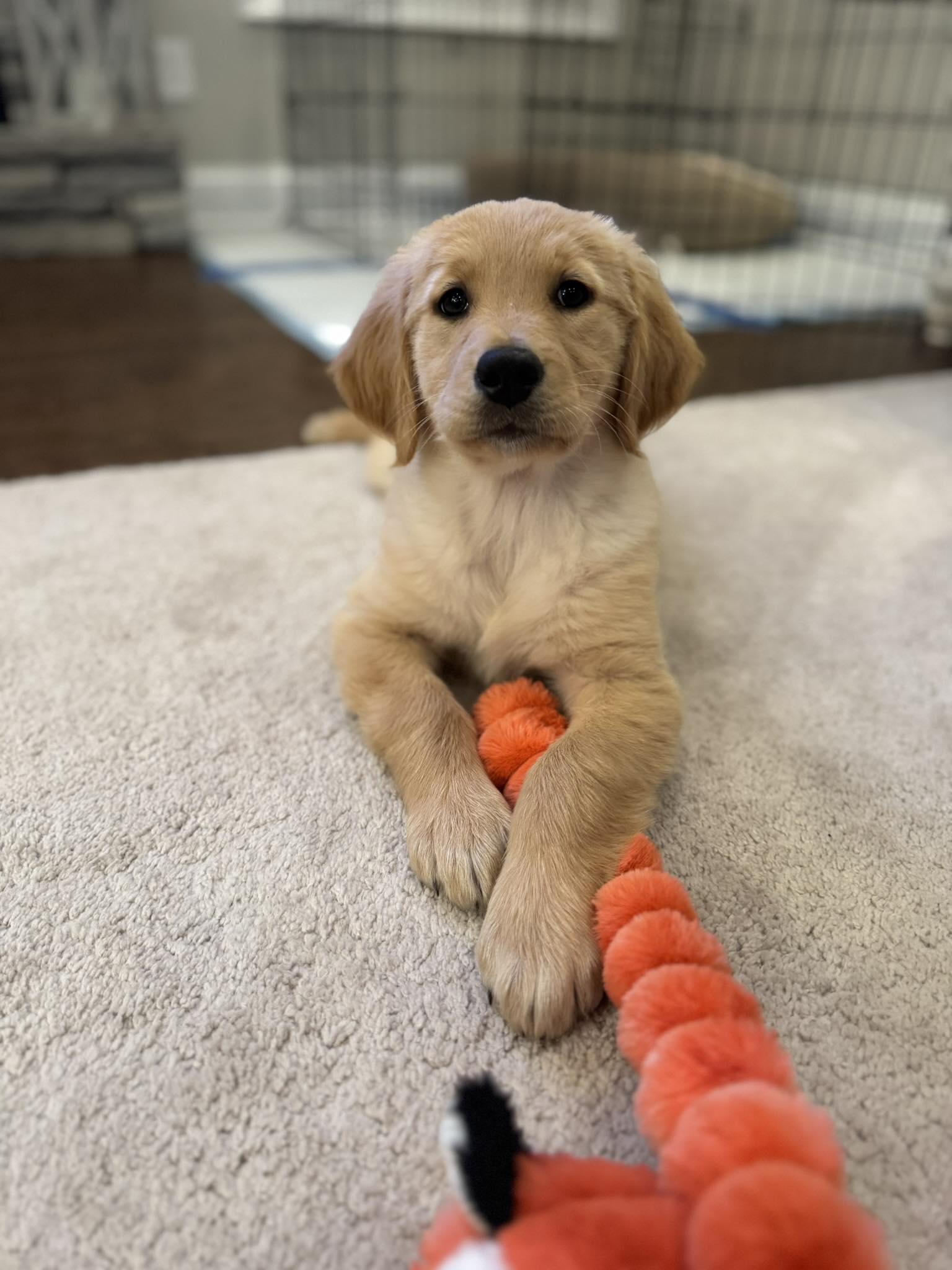 Thegoldenrubyroo - Once upon a time, we had a teeny tiny puppy named ...
