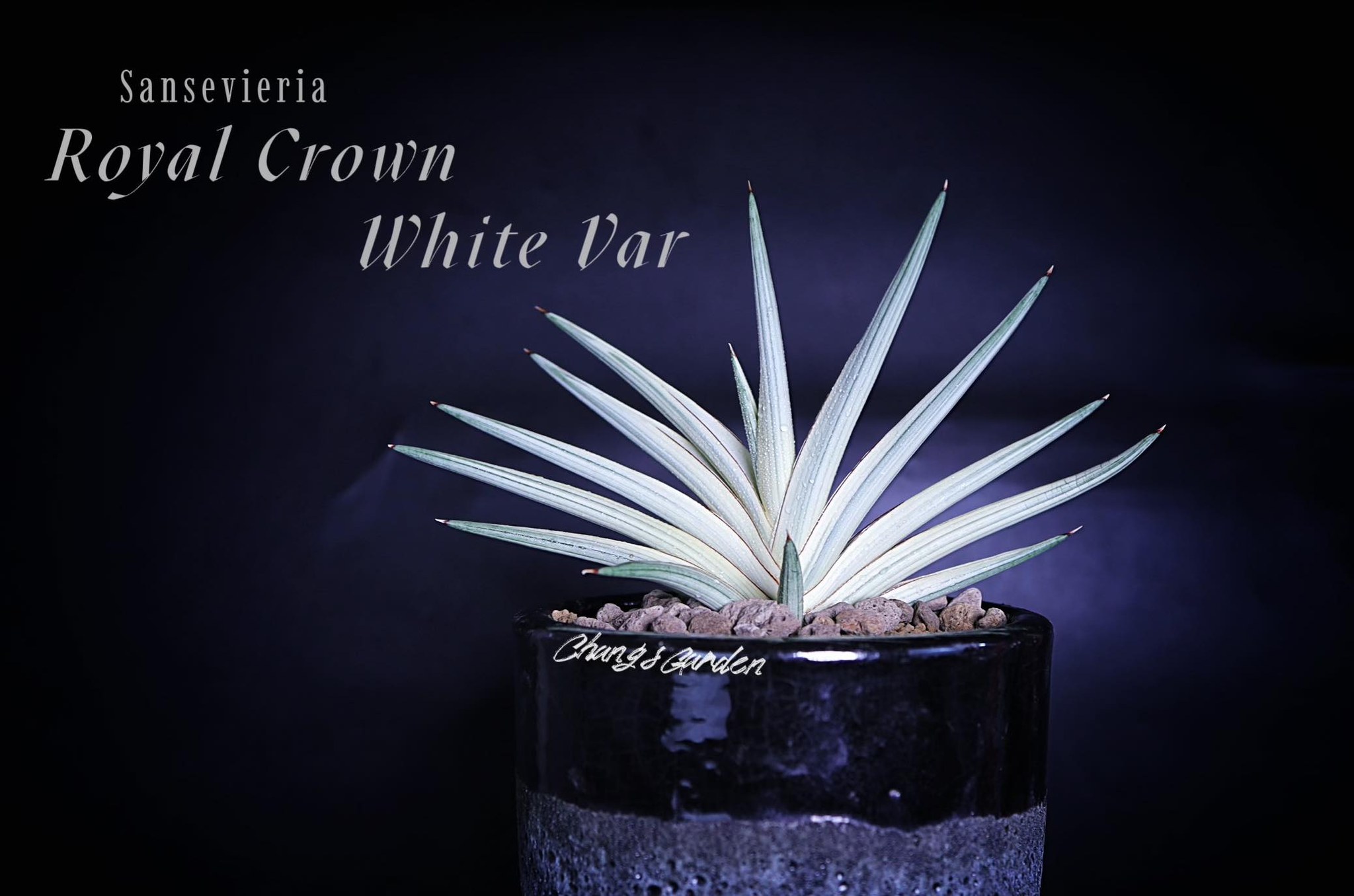 The Sansevieria - Sansevieria scimitariformis (R944) variegated