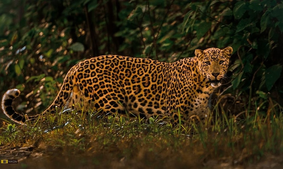 Love - Wildlife🇳🇵 Encounter the elusive common leopard (Panthera pardus ...