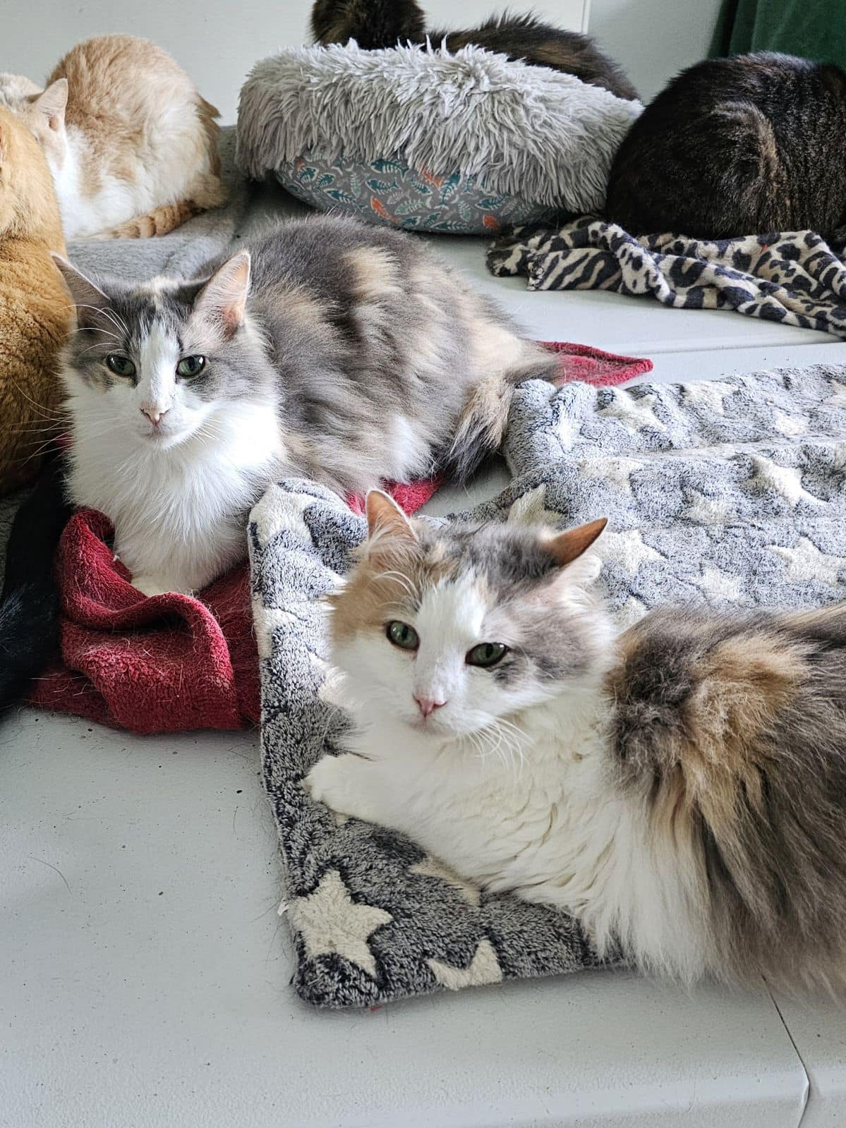 ⭐️April and June bug... - Little Rascals Cat Sanctuary, Inc. | Facebook