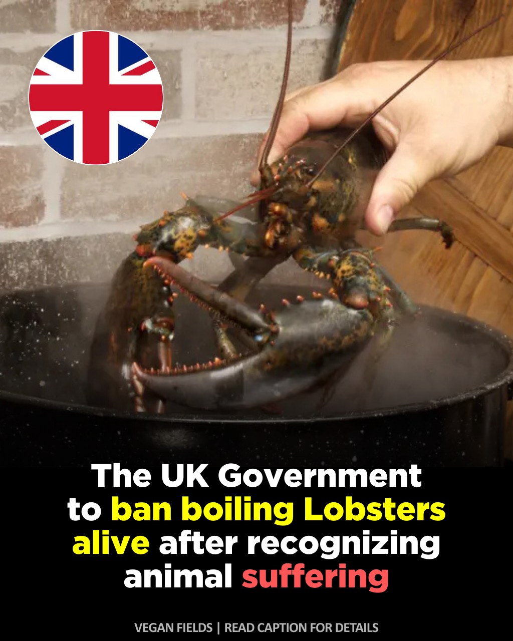 Vegan - England is moving to ban the practice of boiling lobsters alive ...