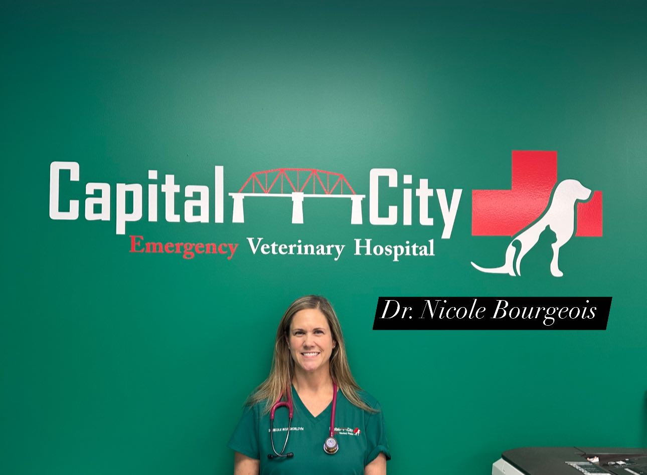 Emergency Vet Ellicott City