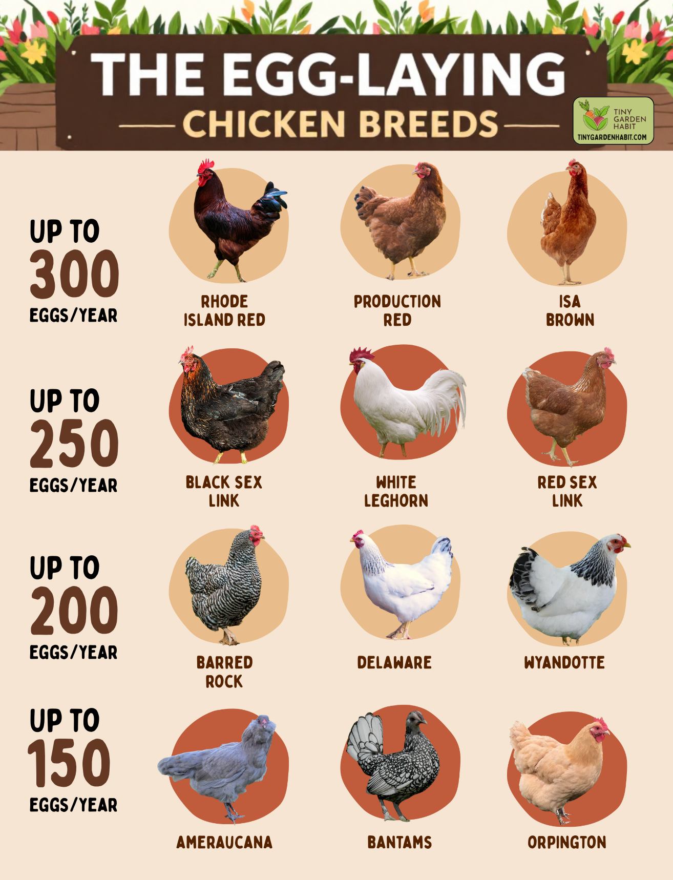 Tiny - Choosing the right chicken breed makes a huge difference in egg ...