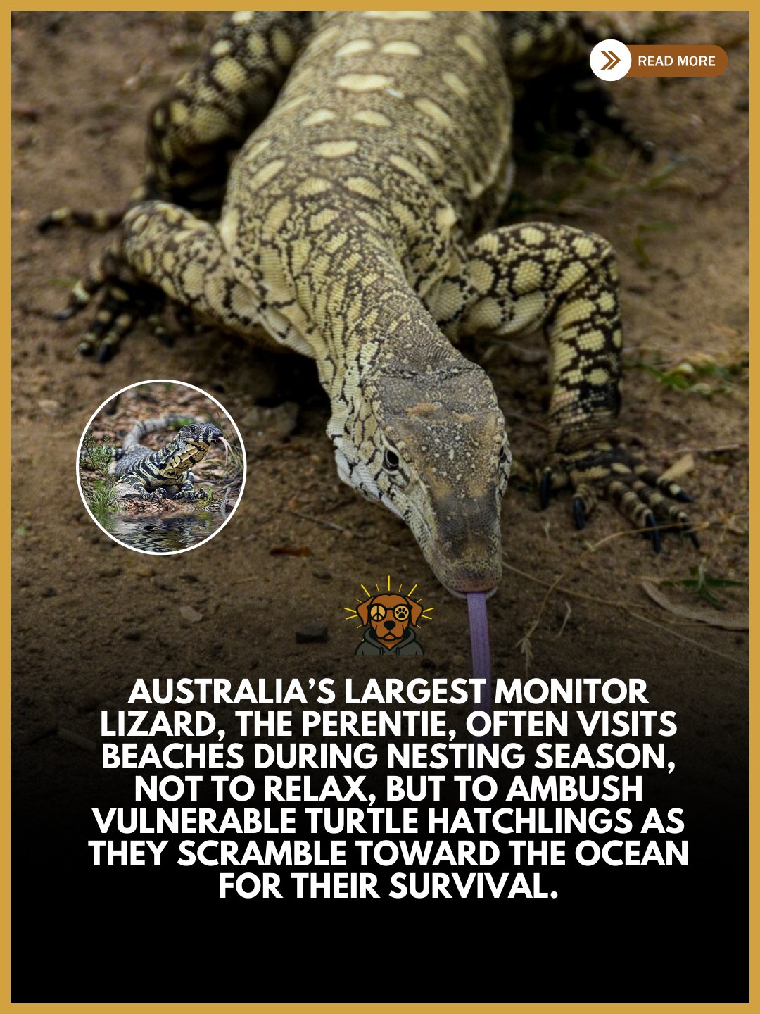 MisfitDog - Australia’s largest monitor lizard, the perentie, is a true ...