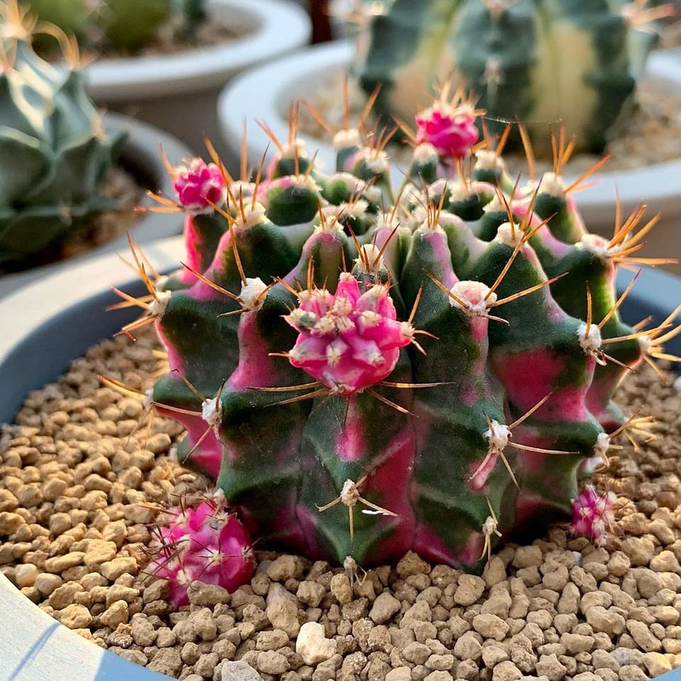 Pink Diamond 💗💓💕 One of our mother plant