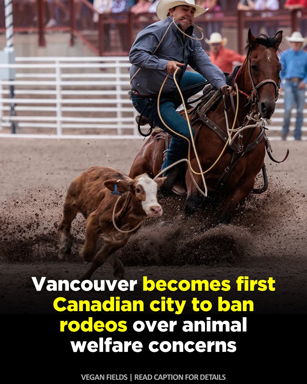 Mechanical Bull Riding Vancouver