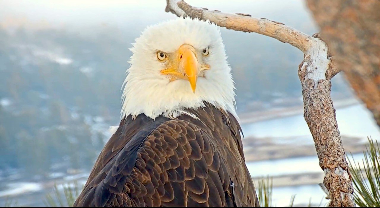 Big Bear Eagles- Shadow and KD1 “Kaydee” | This bald eagle lost her ...