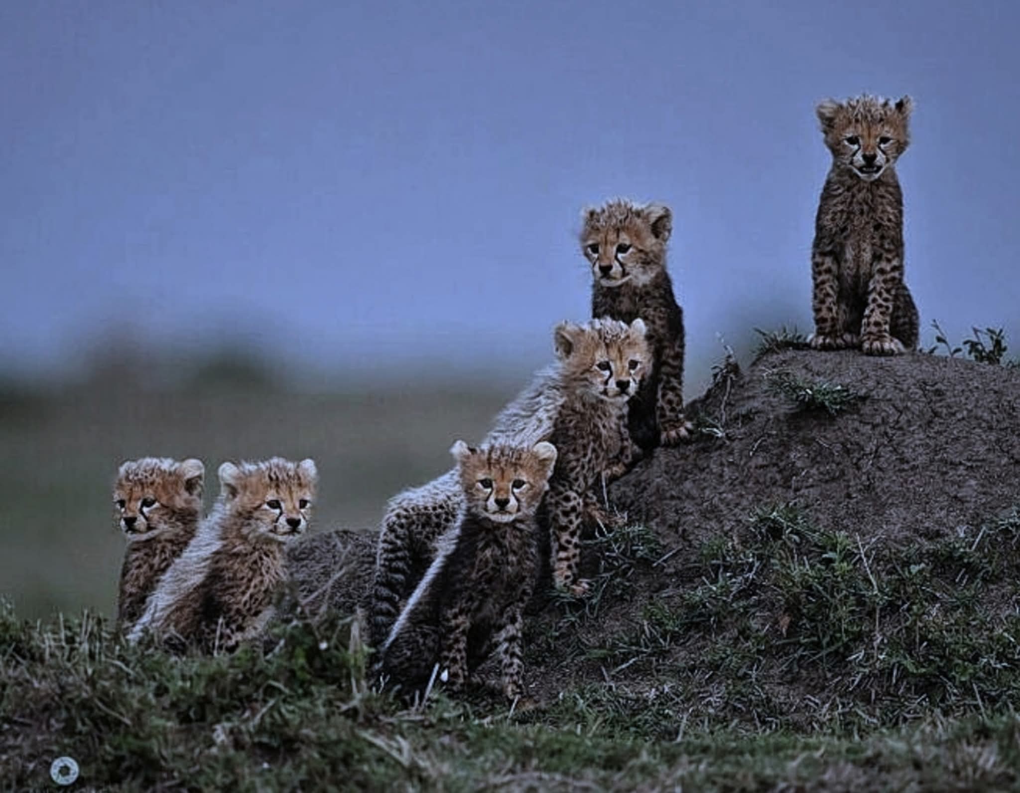 Prepare for cuteness overload 🥹 Our Cheeky Cheetah cubs have