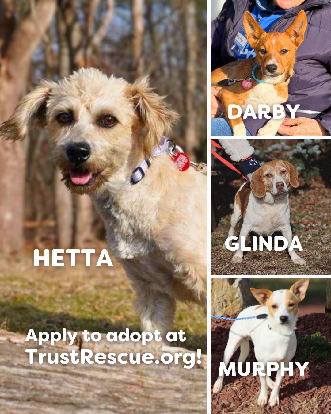 Trust - 💙 Meet our Foster Fido’s here in New Jersey! 💙 Complete ...