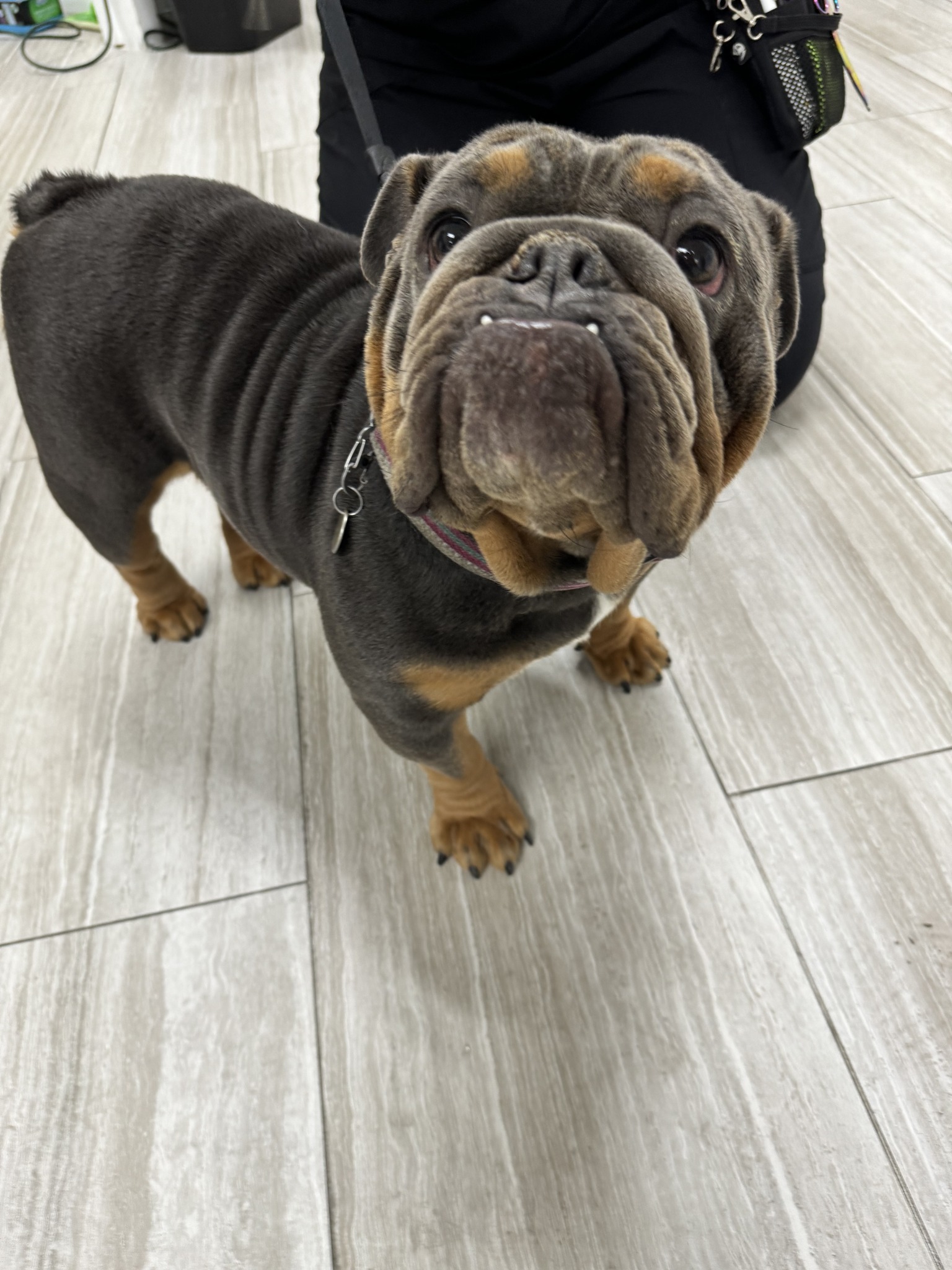 Pelandale Family Pet | Modesto CA