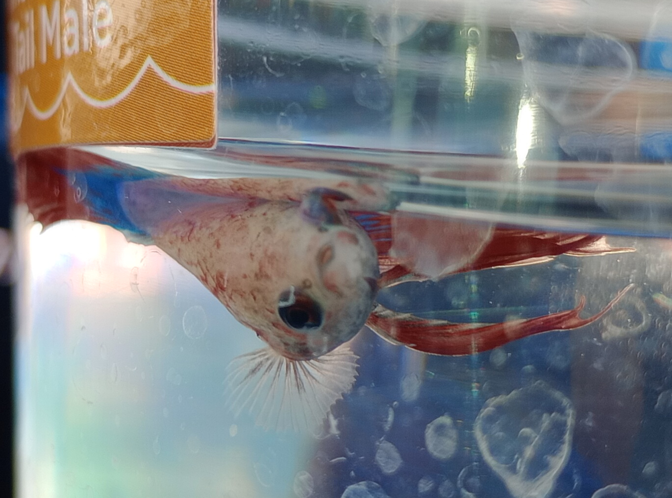 The Betta Fish Hospital & Rehab Center | Kingman AZ
