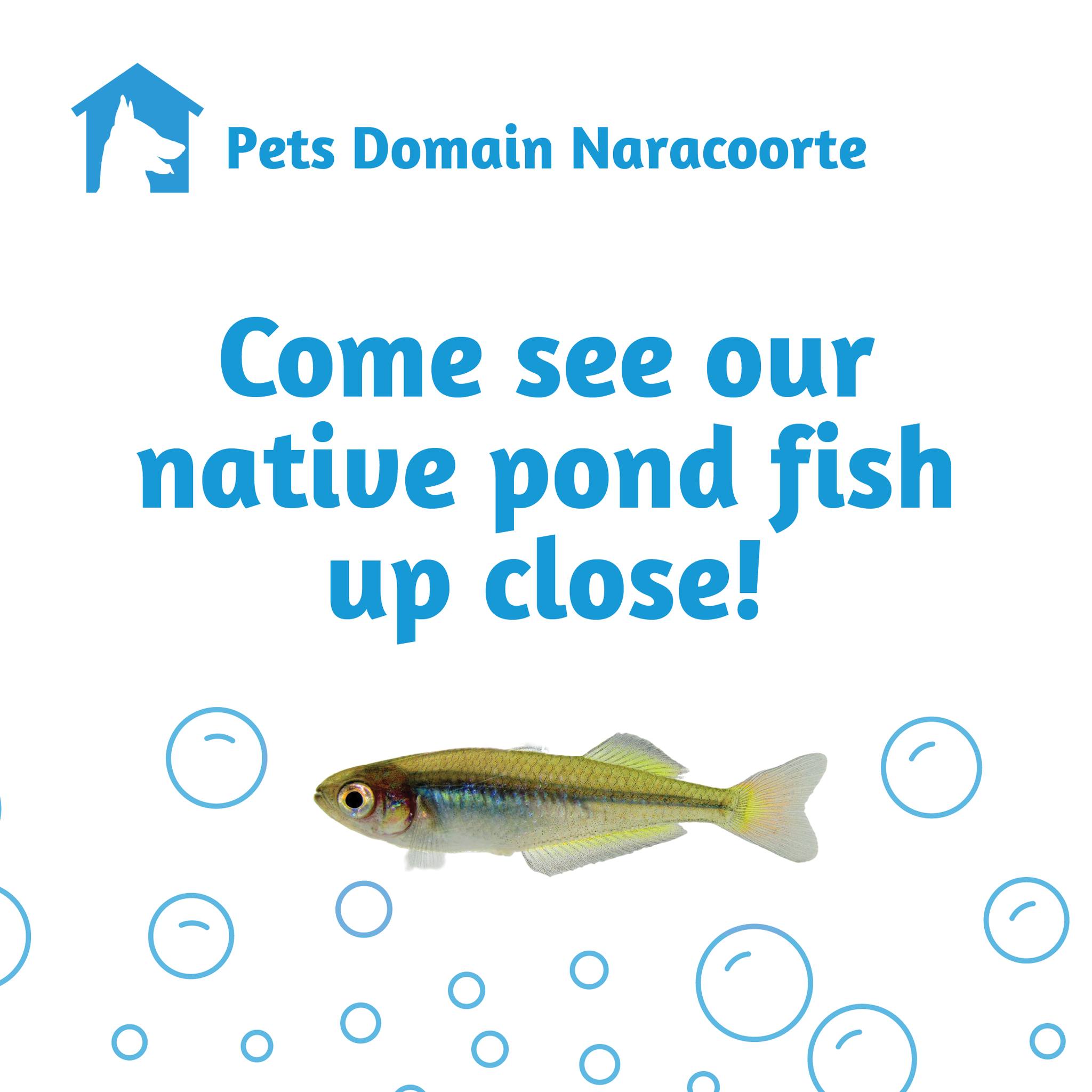 Pets Domain Naracoorte | Naracoorte SA