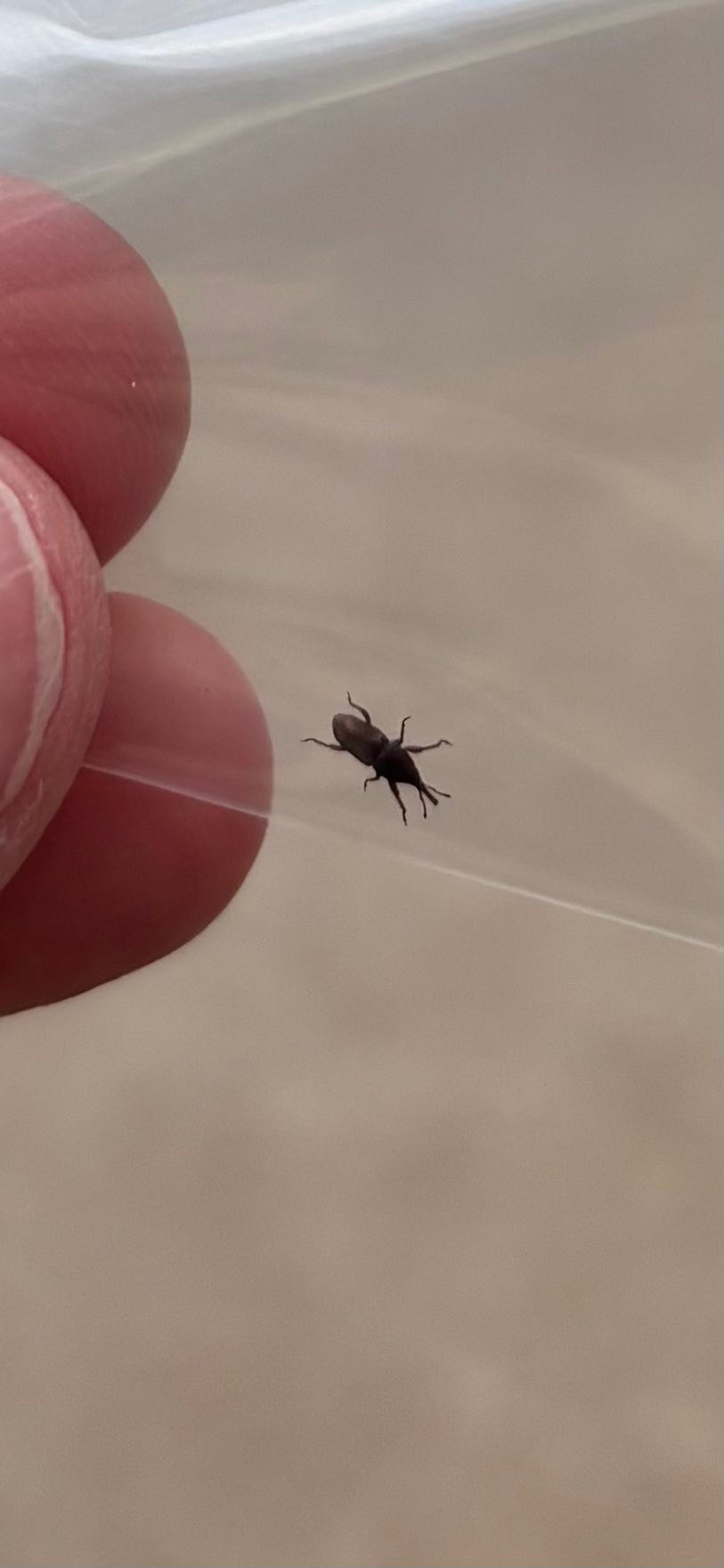 What are these bugs in my Santa Barbara garage?
