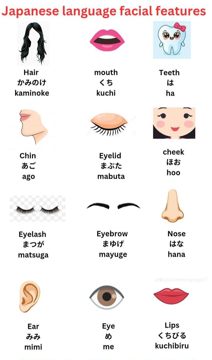 Japanese vocabulary for the face