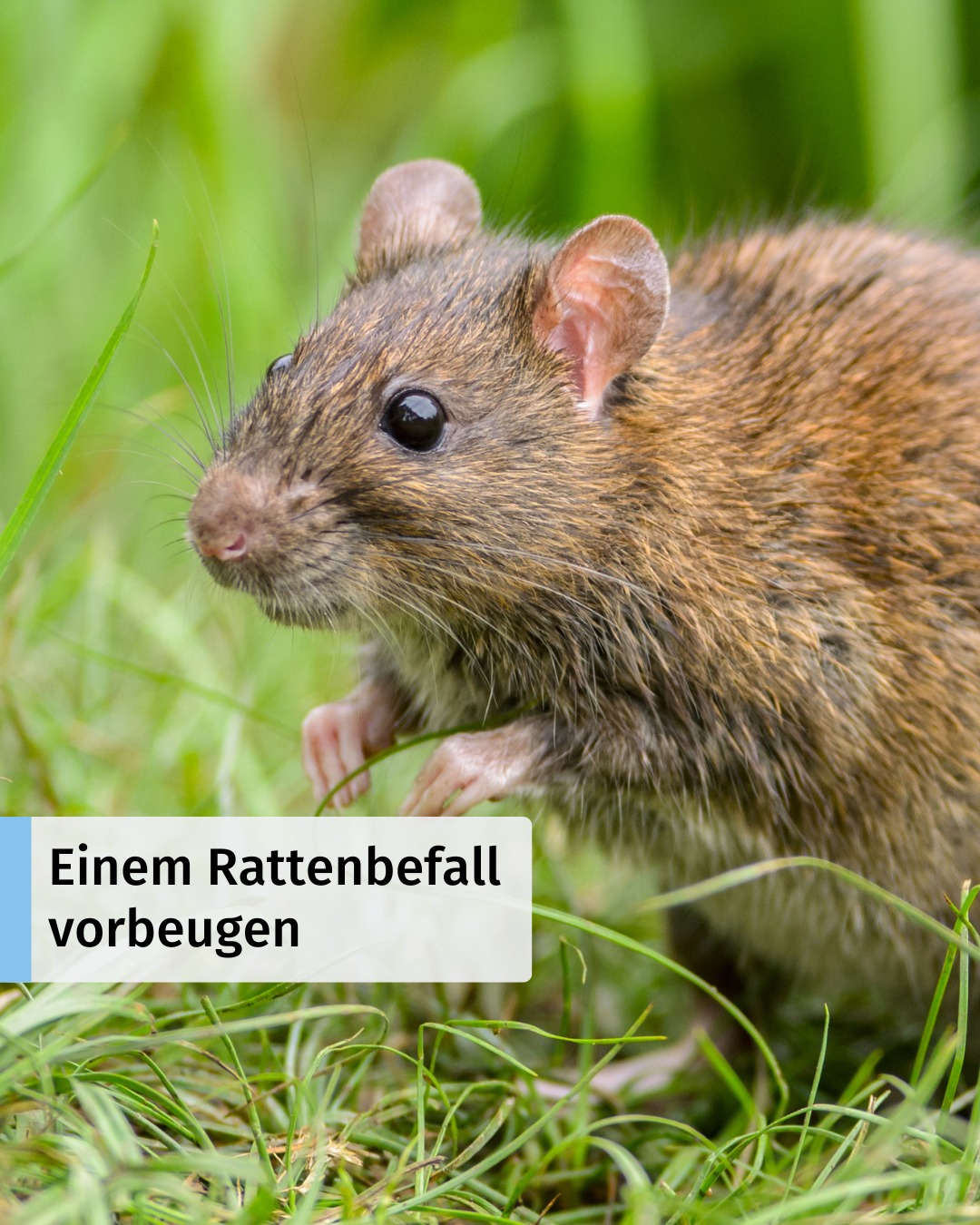 KBK - 🐀 Einem Rattenbefall vorbeugen 🚫 Ratten fühlen sich dort wohl, wo ...