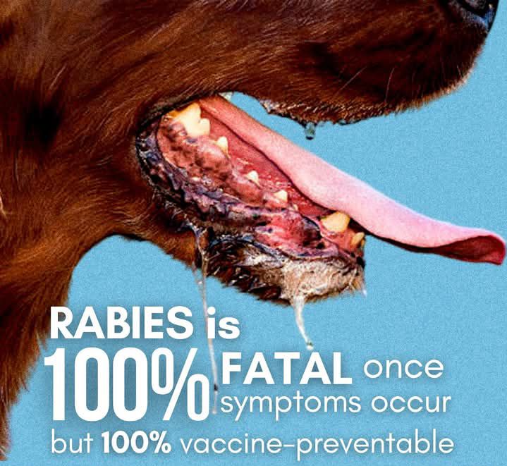 Kiko - ‼️BABALA‼️ Ang RABIES ay isang sakit na 100% NAKAMAMATAY⚰️🪦 ...