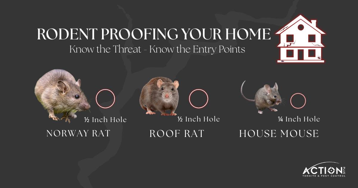 🐭 RODENT ENTRY... - Action Plus Termite and Pest Control | Facebook