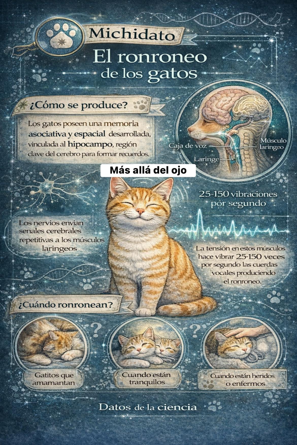 Más - 🧠🐱 Michidato: El ronroneo de los gatos y lo que dice la ciencia ...