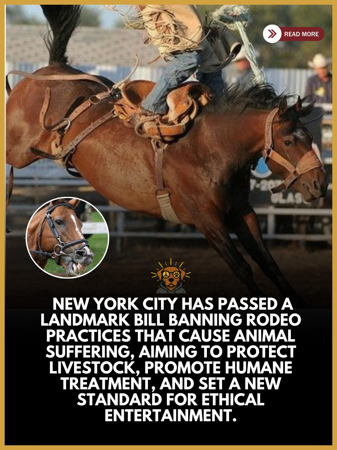 MisfitDog - New York City has taken a major step toward animal welfare ...