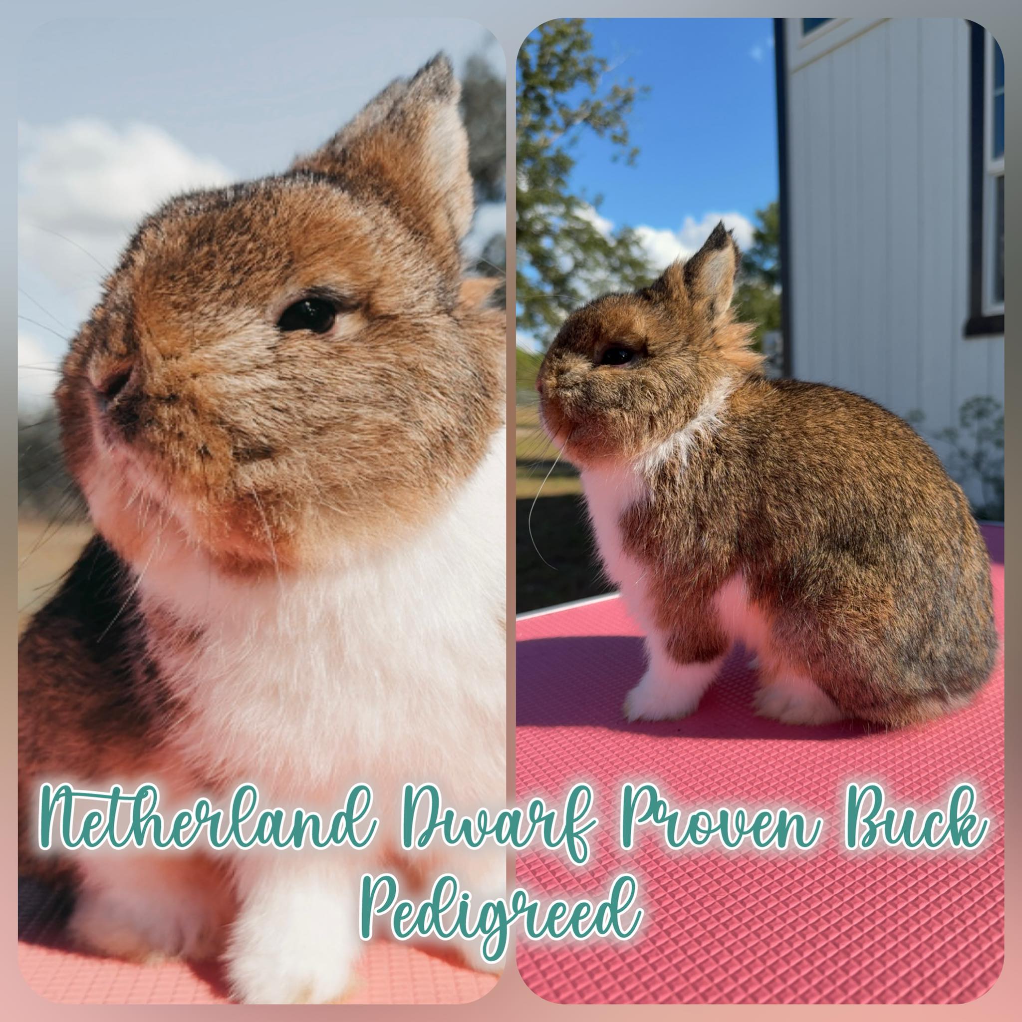 𝐁𝐨𝐮𝐣𝐢𝐞 - Bandit has officially gone to his new home right up the road ...