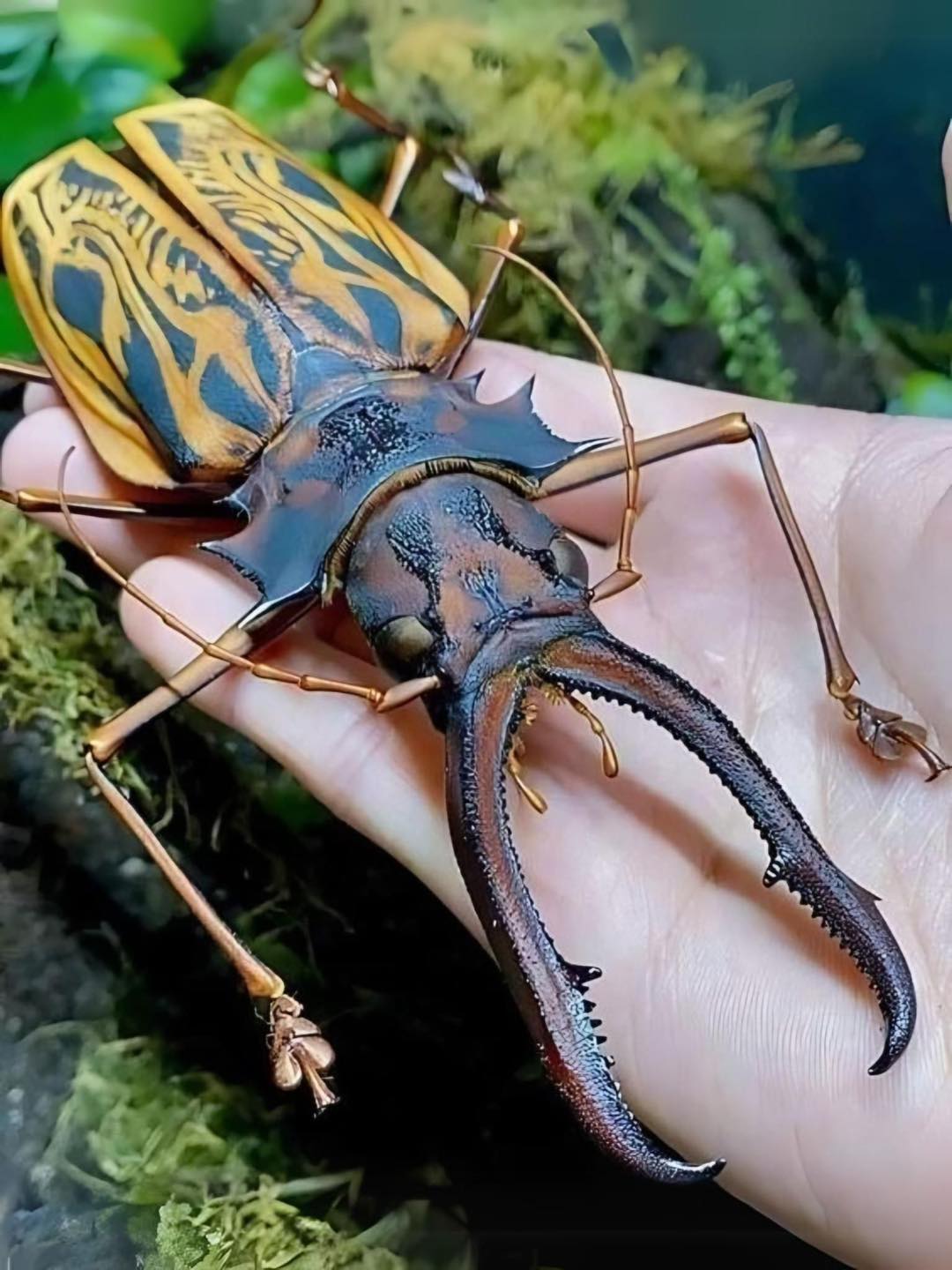 標本 Peru Macrodontia cervicornis 106mm Sabertooth Longhorn Beetle (Macrodontia cervicornis): Up to 17.5cm