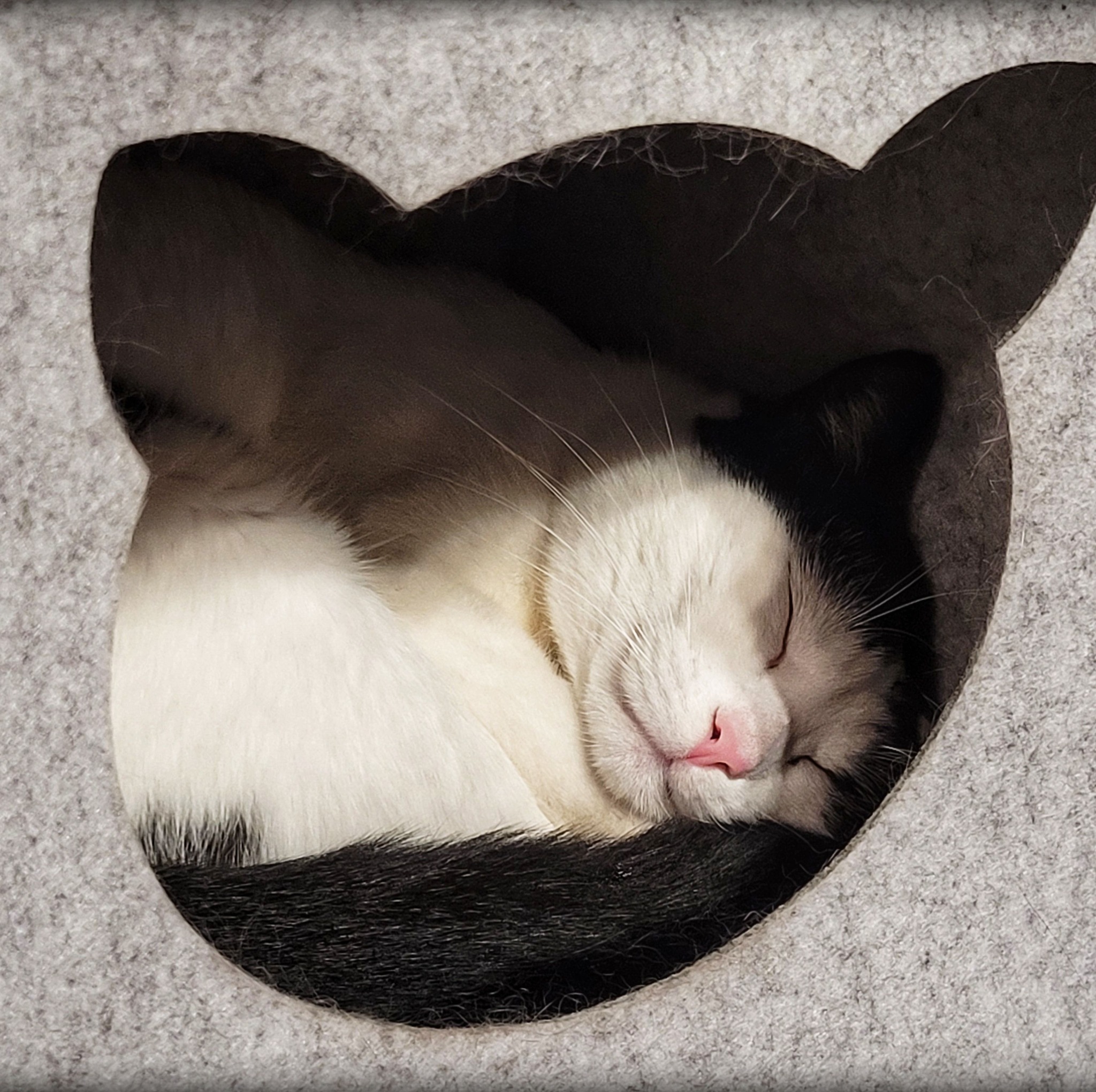 #aquaman #cat #archie | Archibald the second | Facebook