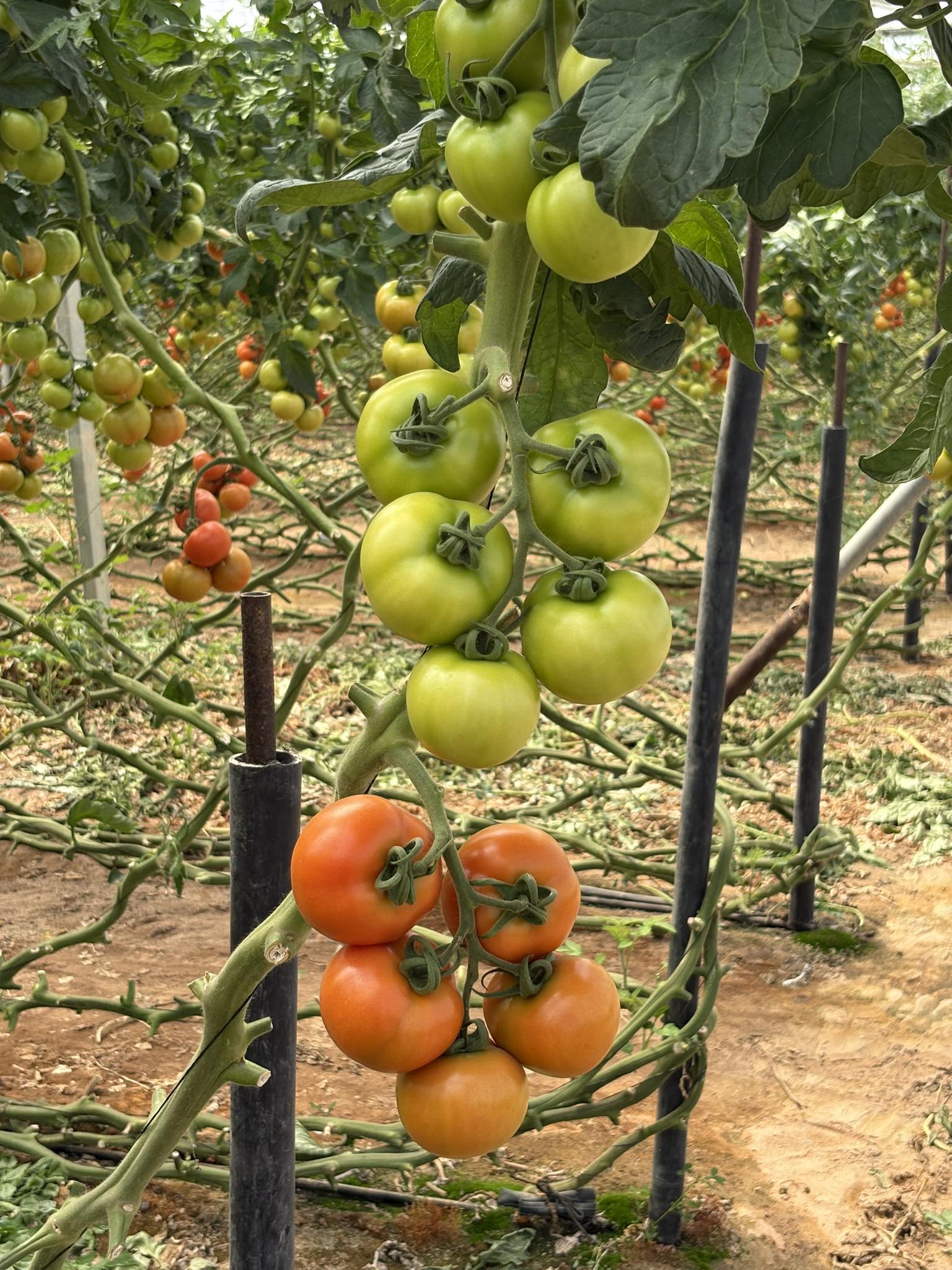 Two Tasty Tomato Flavor Description